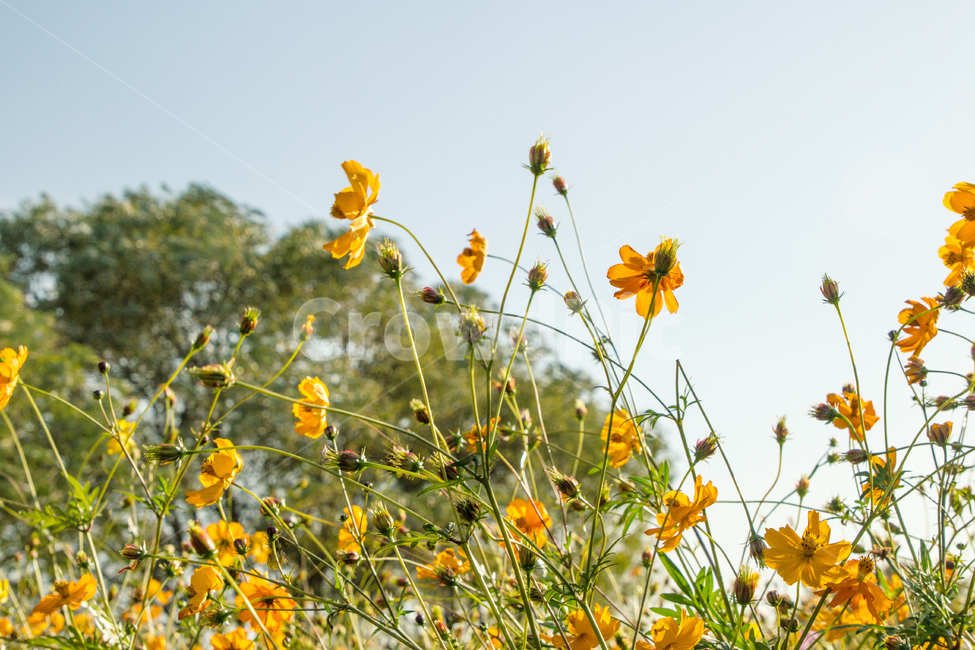 자연,식물,꽃,코스모스,노란,아름다운,가을,가을,계절,fall,autumn,season,식물,자연,plants,nature,꽃,flower,field,들,outdoors,옥외,grassland,목초지,meadow,farm,농장,rural,농촌,plant,potted plant,화분,pottery,도기류,vase,병 장식,jar,항아리