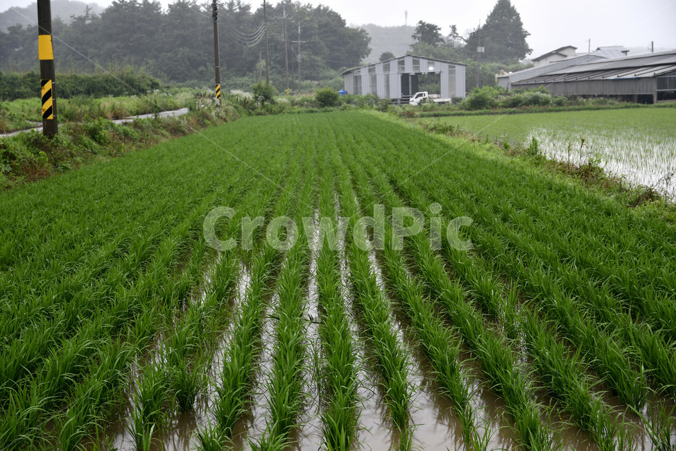 논,벼,모심기,자연,쌀,농업,시골,마을,풍경,landscape,country,rural,town,농업,농사,agriculture,farming,farming industry