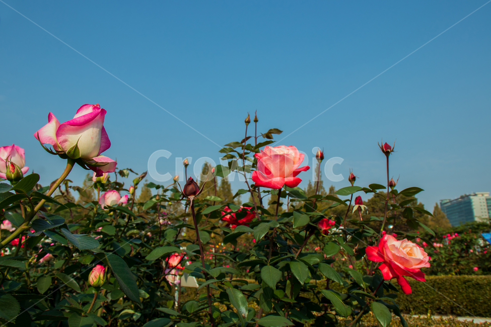 장미,rose,장미꽃,꽃,봄,여름,로즈,들장미,야생장미,식물,자연,꽃잎,잎,만개,만발,야생,하늘,푸른하늘,파란하늘,로맨틱,로맨스,사랑,낭만적인,낭만,아름다움,아름다운,미,공원,야외,정원,뜰,가든,핑크,레드,그라데이션,투톤,투톤컬러,컬러,화이트,flower,flowers,roses,spring,summer,pink,red,white,blue,bluesky,wildrose,plant,nature,natural,bloom,blooming,blossom,romantic,romance,love,garden,petal,beautiful,beauty,green,leaf,leaves,gradation,color,twotone,wild,season,outdoor,outdoors,background