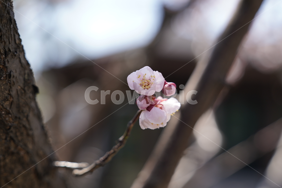 blossom,꽃,cherryblossom,벚꽃,flower,plant,초점흐림,focusblur,spring,봄날,아름다운,beautiful
