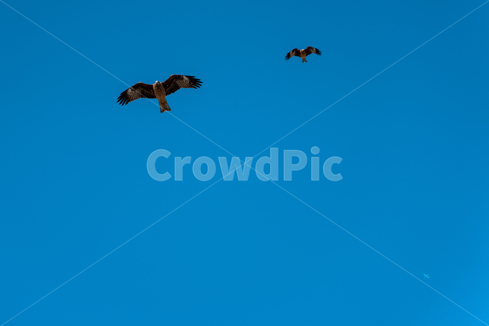 새,말똥가리,매,bird,조류,자연,풍경,동물,자연풍경,nature,하늘,sky,푸른하늘,파란하늘,bluesky