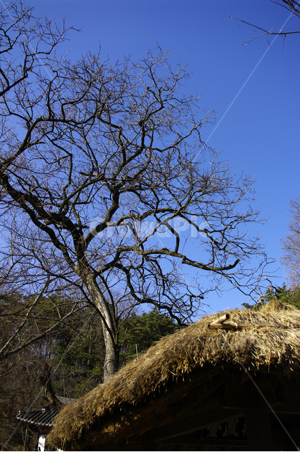 겨울,나무,초가집,지붕,하늘,식물,자연,plants,nature,나무,trees,wood