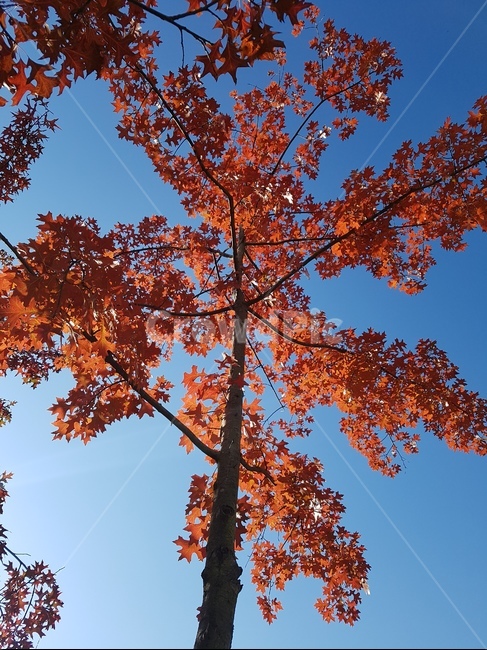 나무,단풍,하늘,빨강,가을,가을,계절,fall,autumn,season,식물,자연,plants,nature,나무,trees,wood,plant,leaf,잎,tree