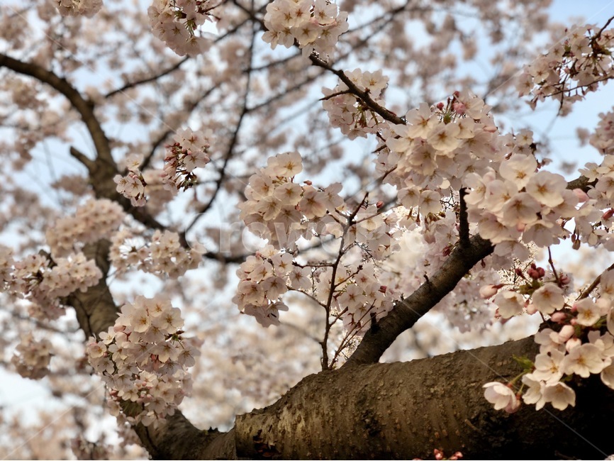 진해,군항제,꽃,벚꽃,아침,나무,봄,계절,spring,season,식물,자연,plants,nature,꽃,flower,plant,blossom