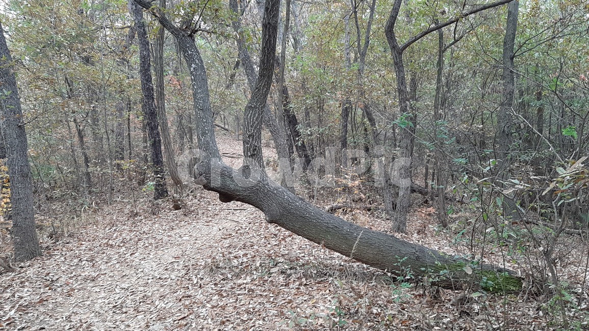 tree,나무,plant,식물,나무줄기,treetrunk,식물,자연,plants,nature,나무,trees,wood