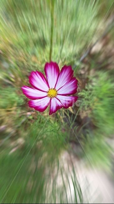 꽃,flower,꽃잎,코스모스,가을,식물,자연,plants,nature,꽃,flower