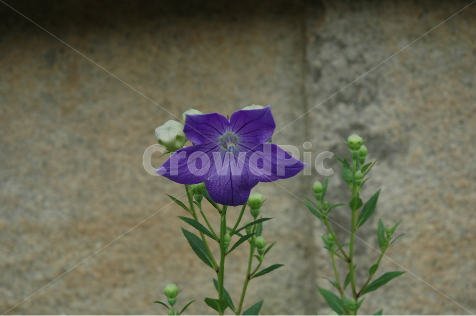 도라지,보라색,꽃,자연,platycodongrandiflorum,식물,자연,plants,nature,꽃,flower