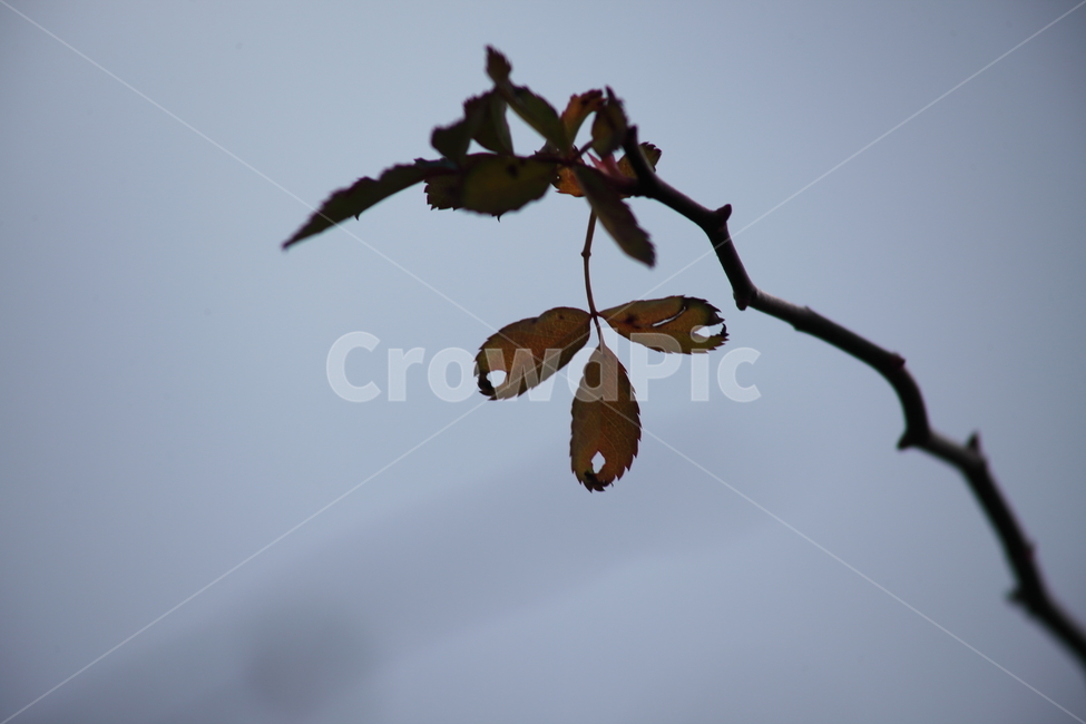 찔레,나무,식물,잎,multiflorarose,가을,계절,fall,autumn,season,veins,정맥