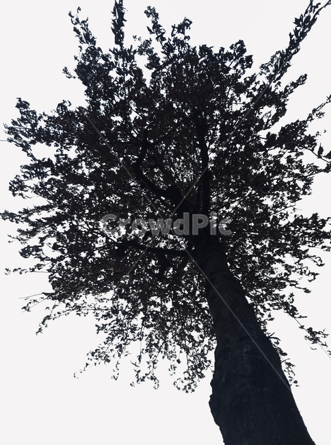 가로수,실루엣,나무,봄꽃,꽃잎,나무밑,색대비,식물,자연,plants,nature,나무,trees,wood