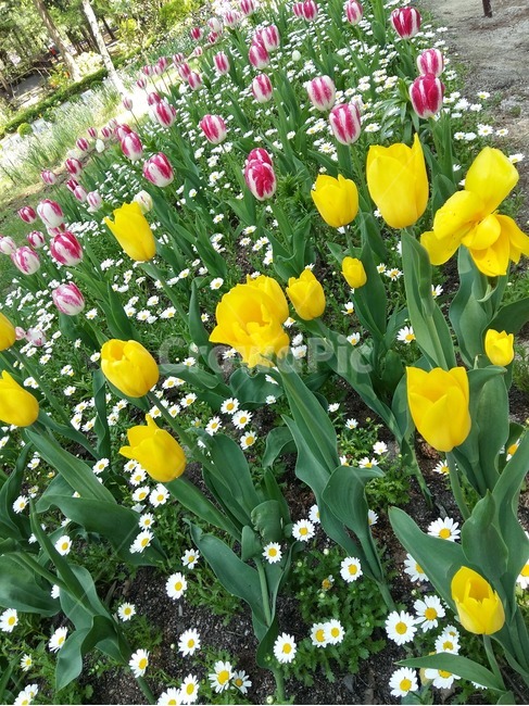아침고요수목원,꽃,튤립,봄꽃,flower,계절,아름다움,꽃잎,자연,nature,힐링,tulip,화단,식물,plant,꽃향기