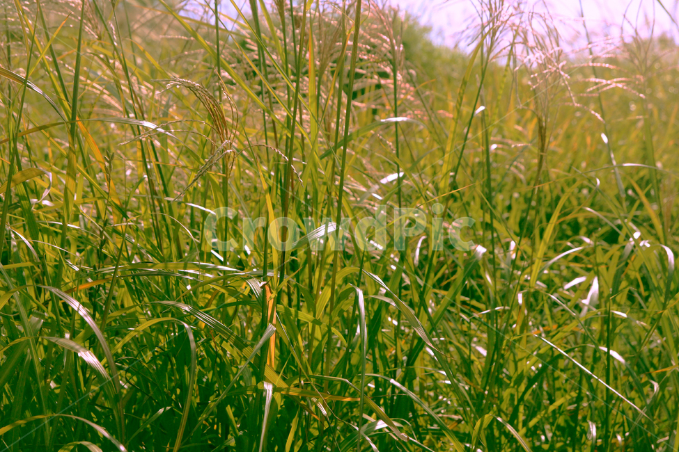 식물,들풀,풀,자연,풍경,초록,클로즈업,들판,식물,자연,plants,nature