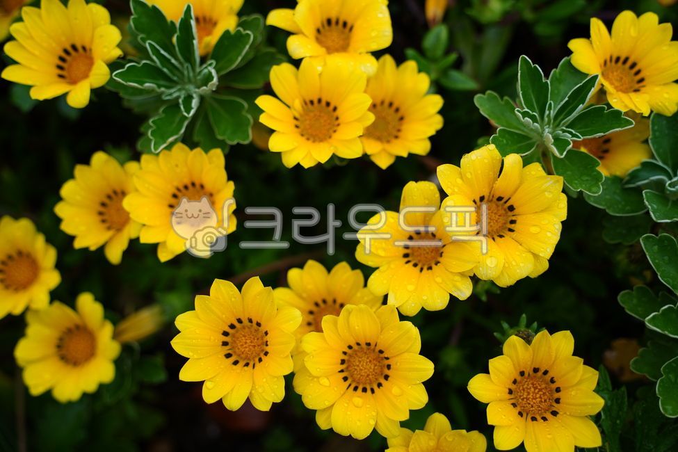 가자니아,노란꽃,꽃무리,꽃밭,빗물,물방울,자연,야생화,정원꽃,식물,꽃잎,화단,화훼,관상,노란색,노랑