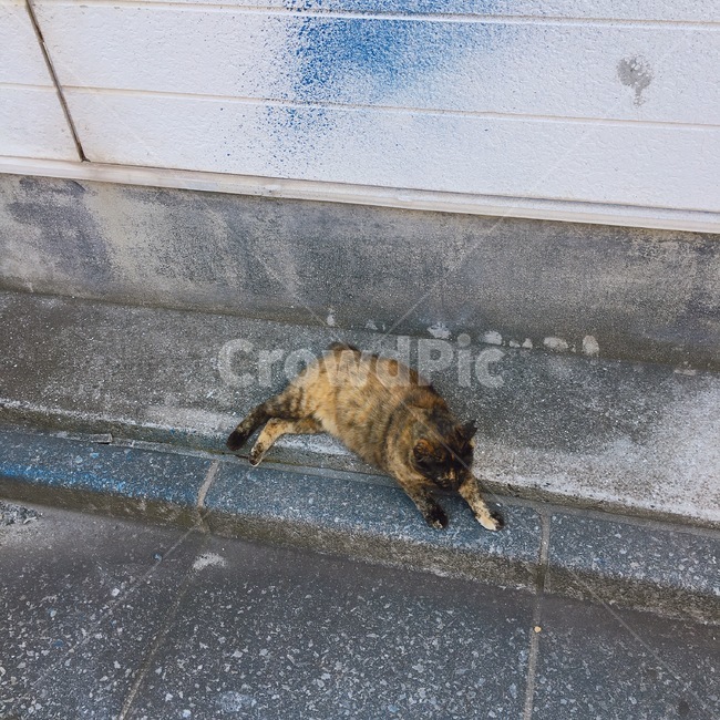 고양이,asphalt,cat,길고양이,아스팔트