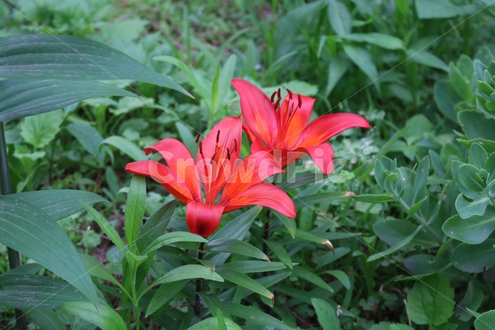 꽃,식물,자연,주황,초록,flower,plants,nature,orange,green,hana,shokubutsu,orenziiro,midori,식물,자연,plants,nature,꽃,flower
