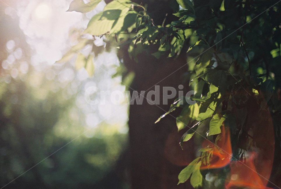 햇빛,햇살,따스함,아침,여름,보케,필름사진,필름,후지필름,자연,풍경,nature,landscape,휴식,힐링,rest,relaxation,healing