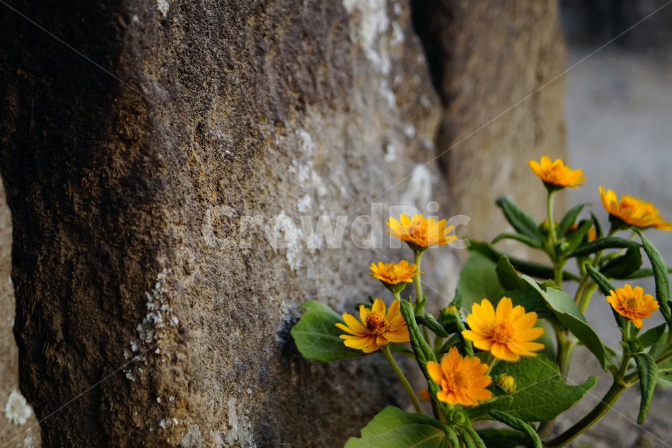 들꽃,노란색,꽃,야생화,감성,식물,자연,plants,nature,꽃,flower