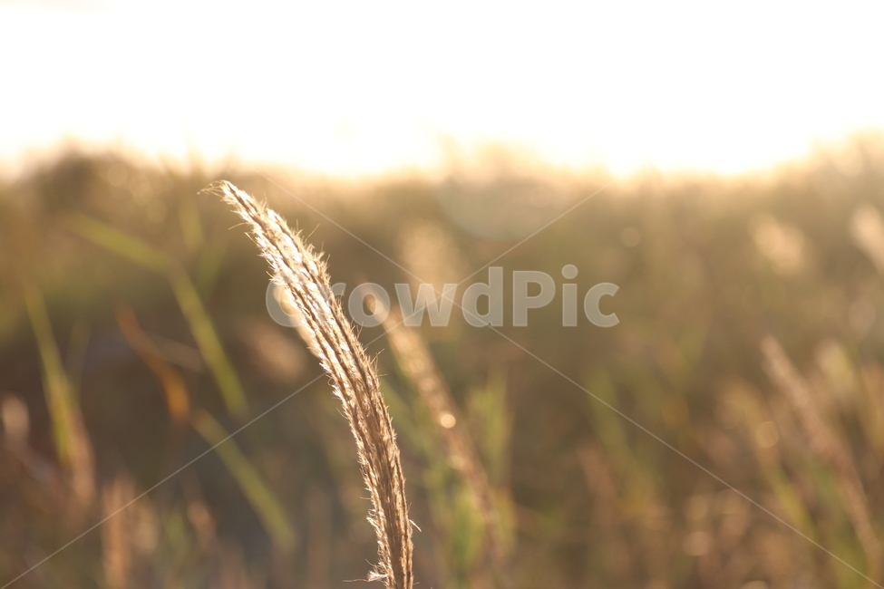 갈대,가을,노을,억새,풀,풍경,가을,계절,fall,autumn,season,식물,자연,plants,nature,grass,잔디,plant