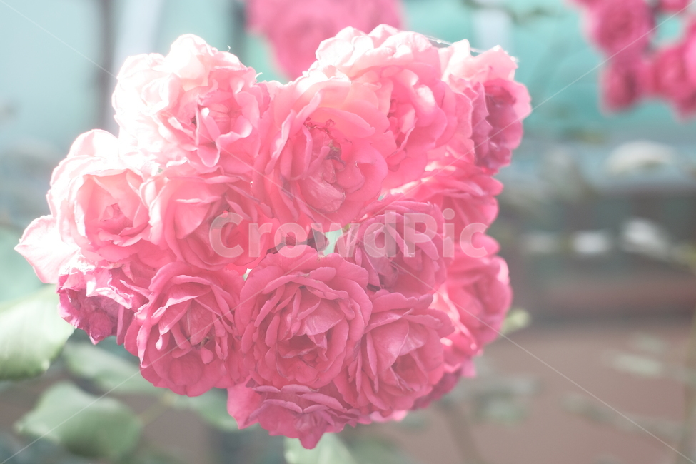 꽃,장미,장미다발,은은한,장미꽃