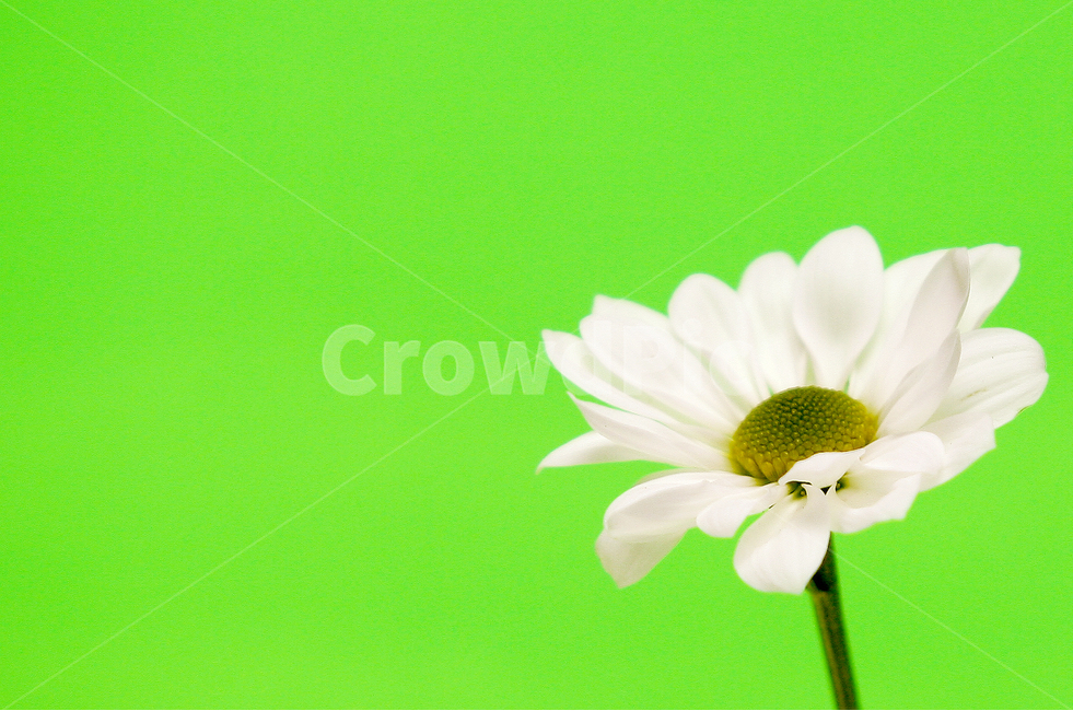 꽃,식물,플라워,데이지,green,flower,daisy,그린,초록,녹색,식물,자연,plants,nature,꽃,flower