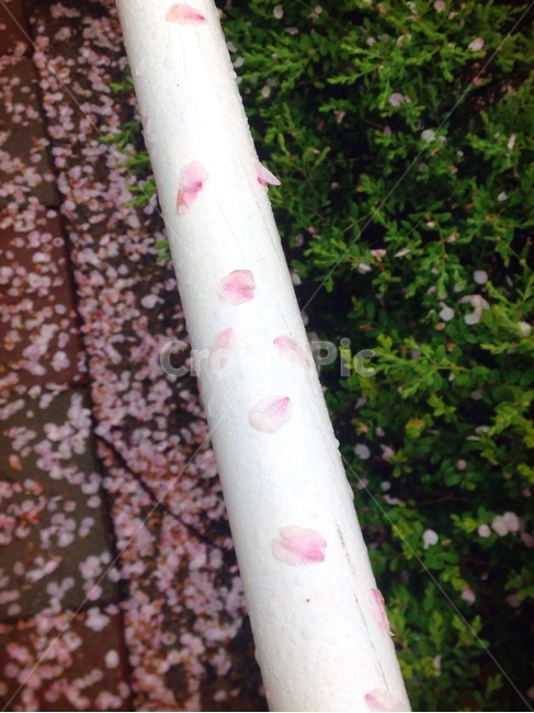 벚꽃,비,봄,꽃잎,산책,봄,계절,spring,season,tree,나무,plant,식물