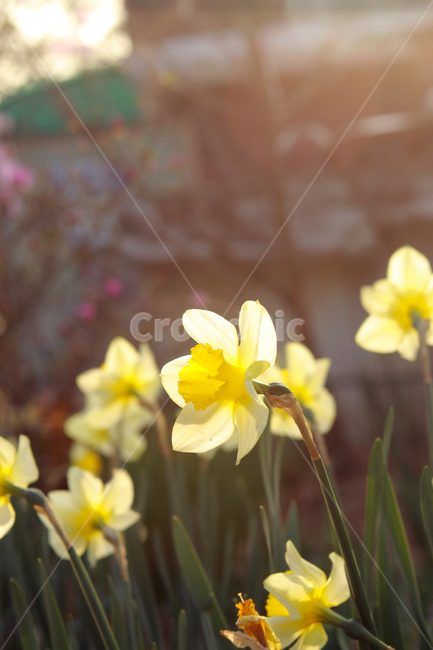 꽃,flower,narciscuss,수선화,봄꽃