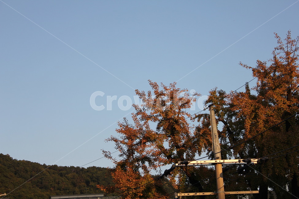 tree,나무,plant,식물,가을,가을감성,감성,가을바람,단풍,단풍잎
