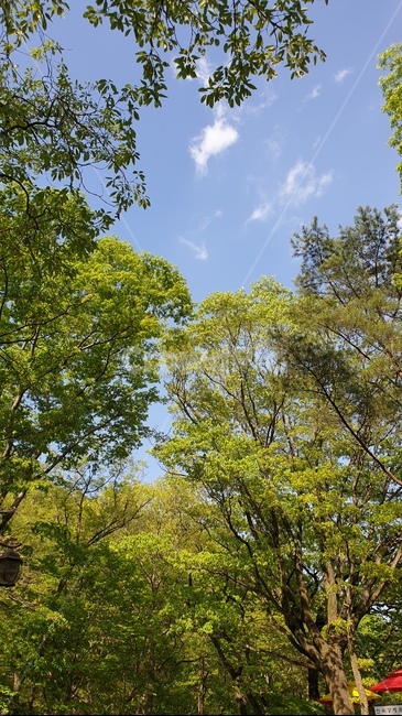 식물,꽃,나무,자연,하늘,flower,자연,풍경,nature,landscape,나무,trees,wood,tree,plant,tree trunk,나무 줄기