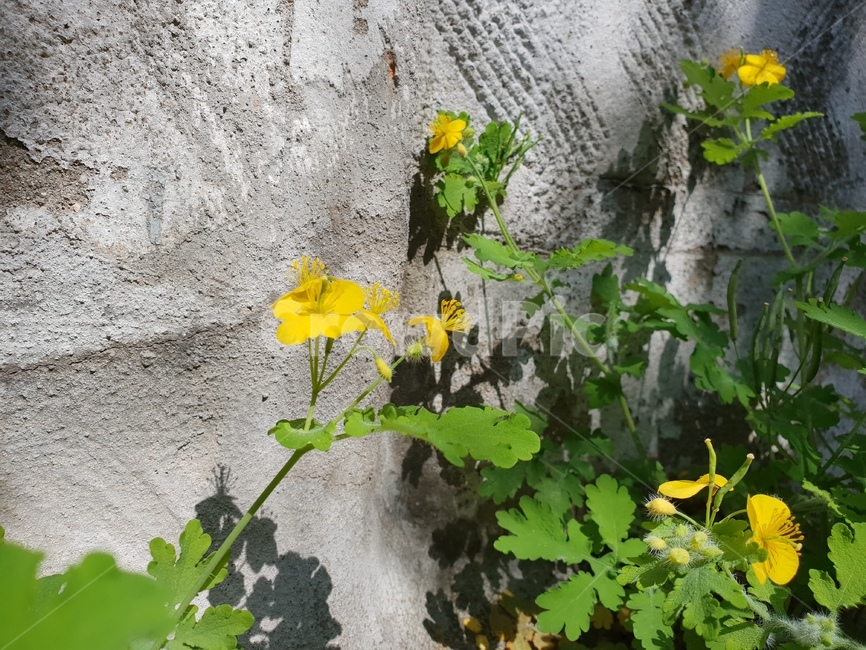 서촌,애기똥풀,노란색꽃,노랑,식물,plant,들꽃,길가,식물,자연,plants,nature