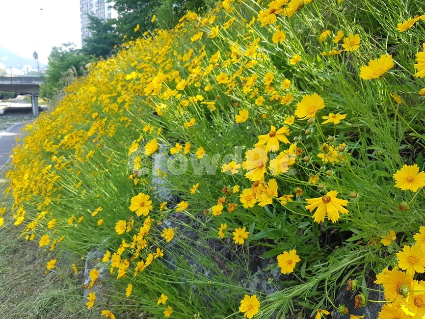 꽃,노란꽃,들꽃,꽃밭,노랑색