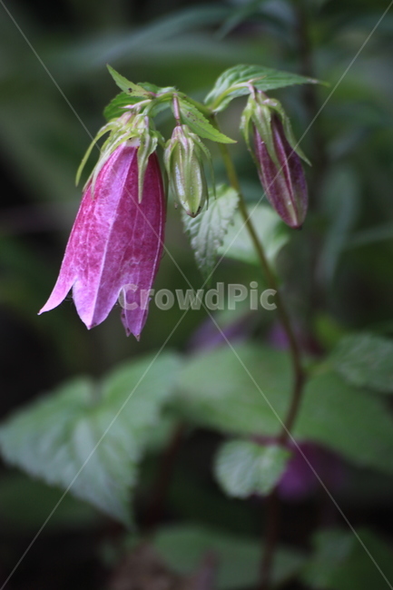plant,식물,blossom,꽃,flower,금강초롱,금강초롱꽃,야생화,여름,보라색꽃,식물,자연,plants,nature,꽃,flower