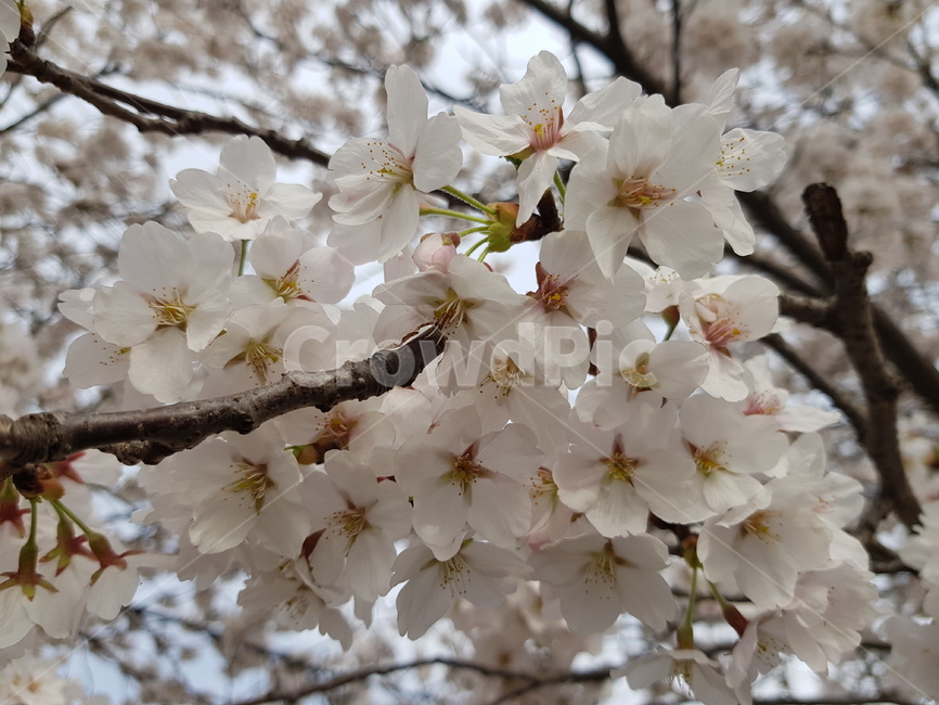 벚꽃,봄,꽃,나무,벚나무