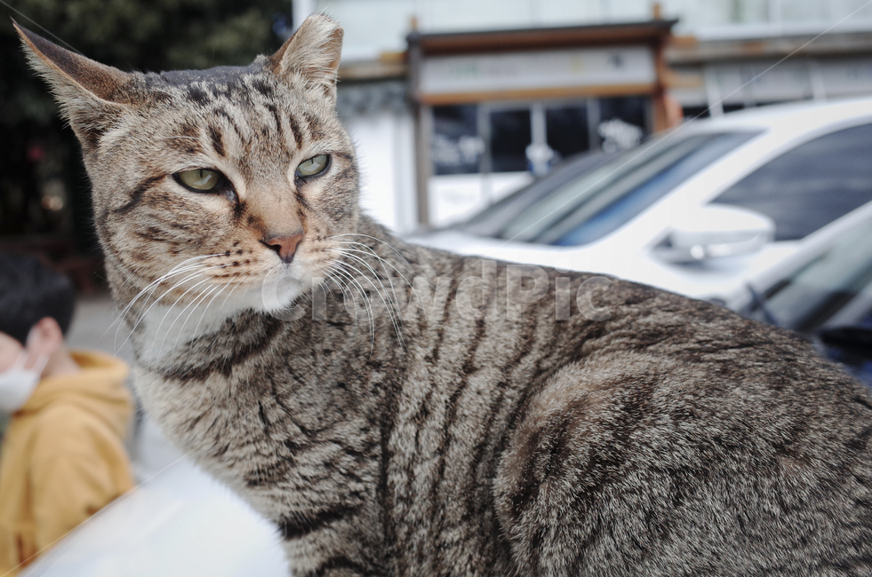 고양이,cat,동물,animal,포유류,mammal,길고양이,고등어고양이
