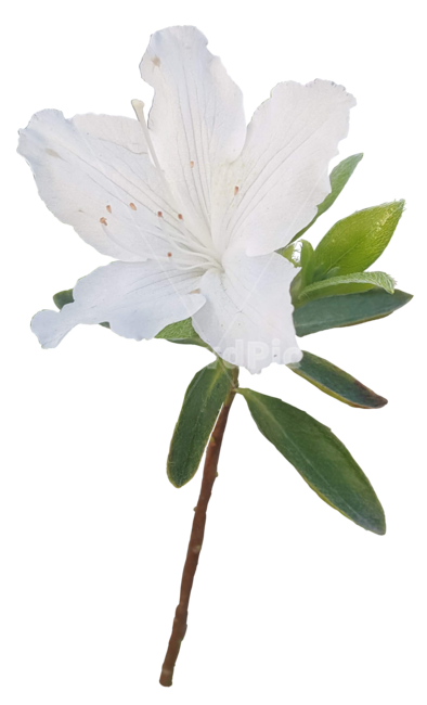 철쭉,하얀철쭉,꽃,누끼,누끼따기,하얀꽃,removebackground,하얀,색,하양,azalea,꽃,flower,누끼,remove background