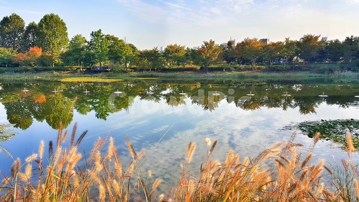 호수공원,나무,반영,하늘,구름,자연,풍경,nature,landscape,서서울호수공원,푸르다,공원,억새풀,호수,억새