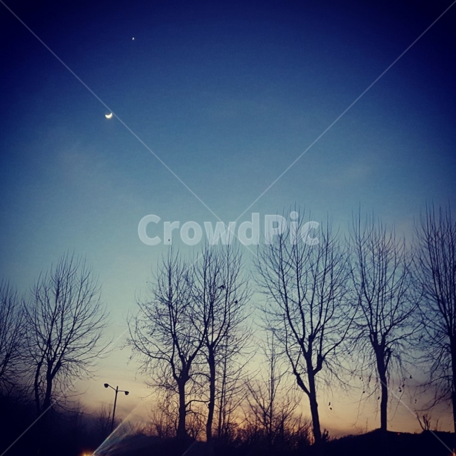 겨울하늘,달,겨울나무,하늘,배경,겨울,계절,winter,season,자연,풍경,nature,landscape,야경,밤,nightscape,night,outdoors,옥외