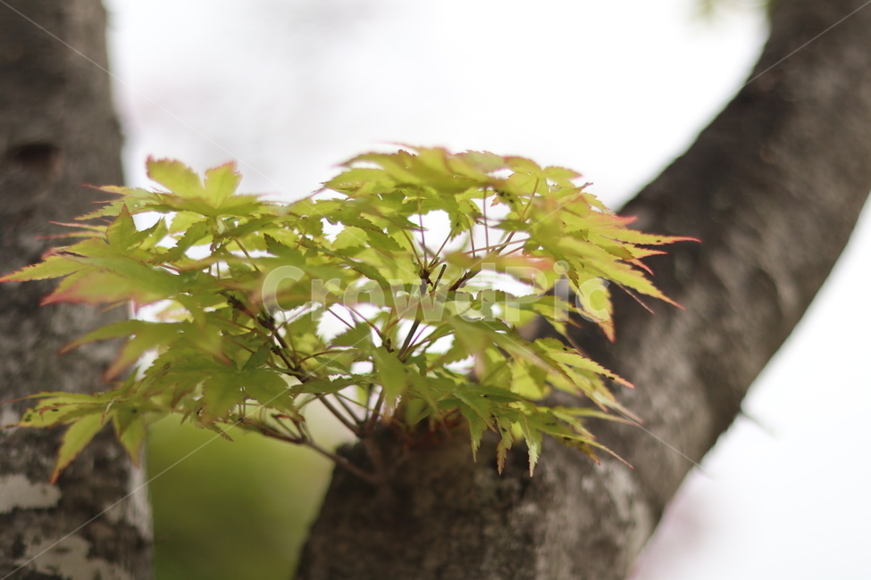단풍,연두,봄,햇빛,새순,식물,자연,plants,nature