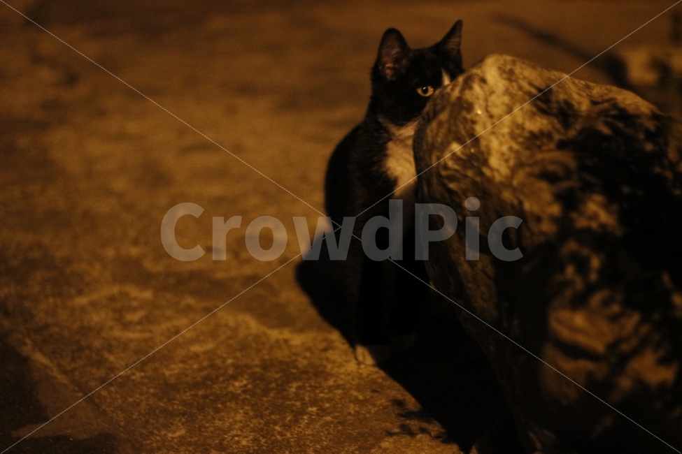 고양이,반려동물,유기묘,길냥이,애완동물,cat,pet,kitten,아기고양이,코숏,코리안숏헤어,동물,animal,캣맘,캣대디,동물,animal,고양이,cat,kitten,kitty,포유류,mammal