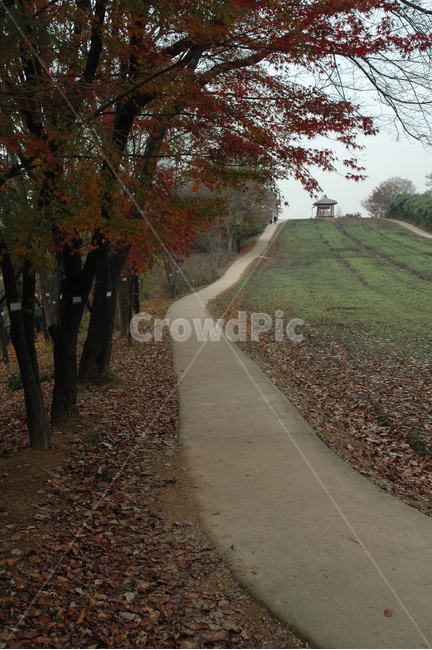 길,가을,단풍,자연,힐링,가을,계절,fall,autumn,season,자연,풍경,nature,landscape,field,들,grassland,목초지,outdoors,옥외,tree,나무,plant,식물