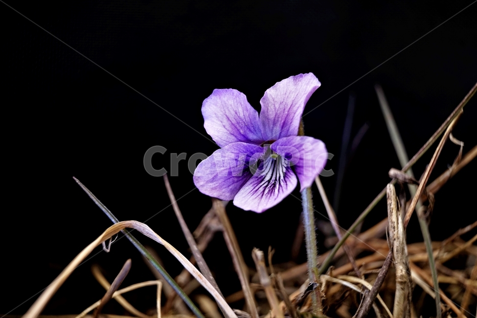 제비꽃,보라색,봄,꽃,식물,violet,purple,봄소식,봄꽃,계절소식,식물,자연,plants,nature,꽃,flower