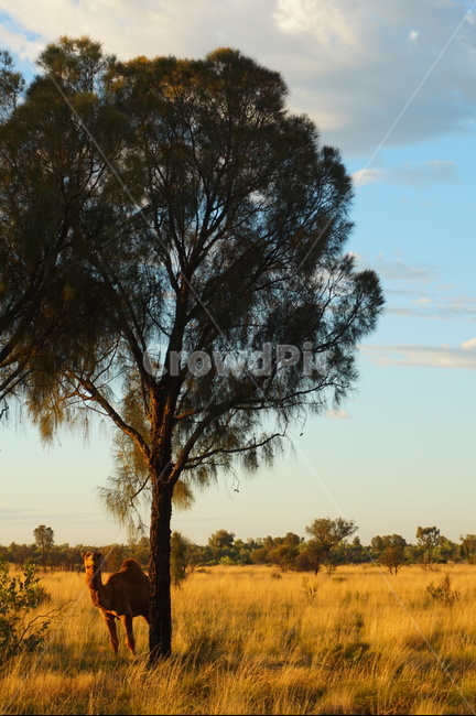 울룰루,호주,uluru,australia,사막,일몰,사막일몰,호주일몰,outdoors,옥외,카타추타,카타주타,웅장한,목초지,grassland,savanna,대초원,field,들,nature,자연,나무,tree,낙타,camel,katatjuta