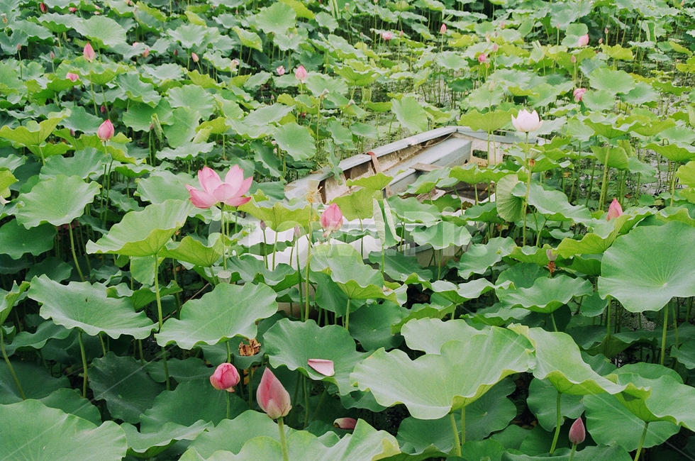 연꽃,연잎,자연,여름,필름,풍경,배