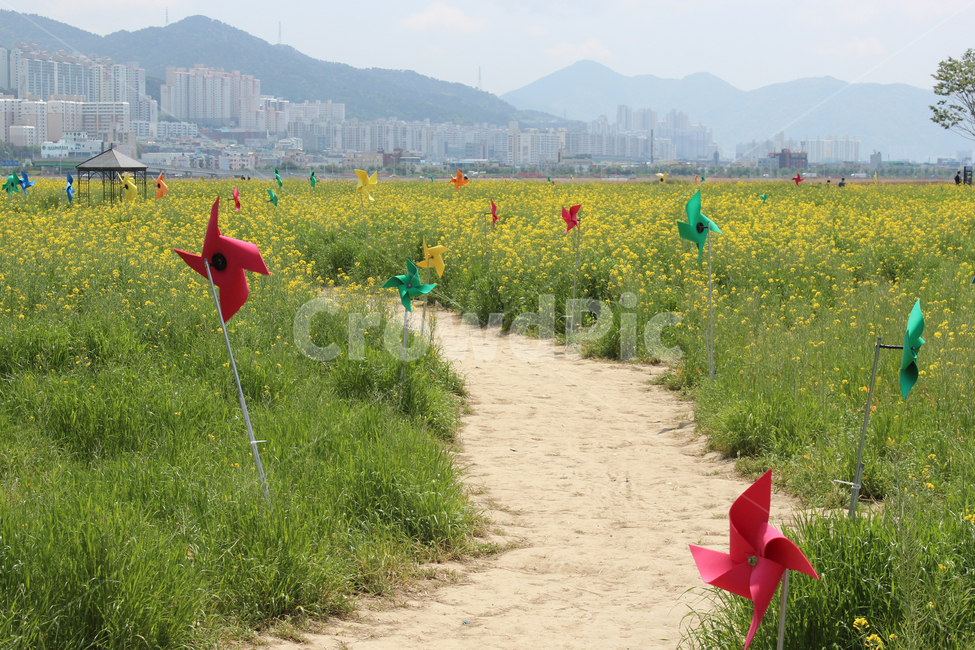 부산,유채꽃,풍경,노랑,꽃,대저,생태공원