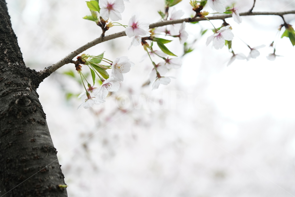 꽃,벚꽃,봄,계절,플라워,화이트,흰색,하얀색,생물,감성,느낌,식물,flower,spring,white,봄,계절,spring,season,식물,자연,plants,nature,꽃,flower,plant,blossom