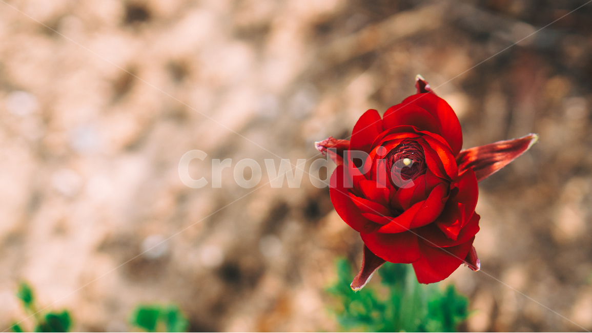장미,꽃,봄꽃,꽃잎,봄,꽃송이,자연,closeup,봄,계절,spring,season,식물,자연,plants,nature,꽃,flower,rose,plant,blossom