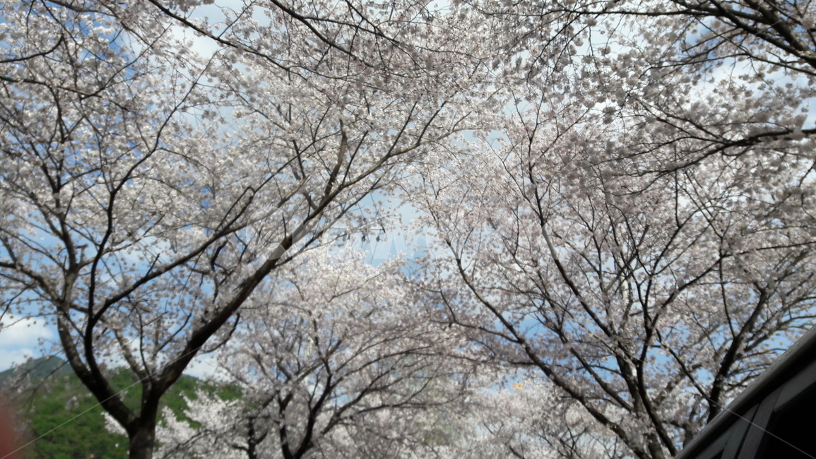 blossom,벚꽃,꽃,flower,식물,봄,봄꽃,봄,계절,spring,season,plant,cherry blossom