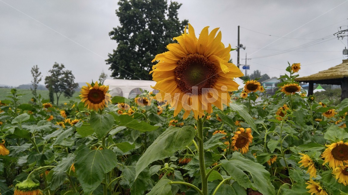 식물,꽃,flower,sunflower,해바라기