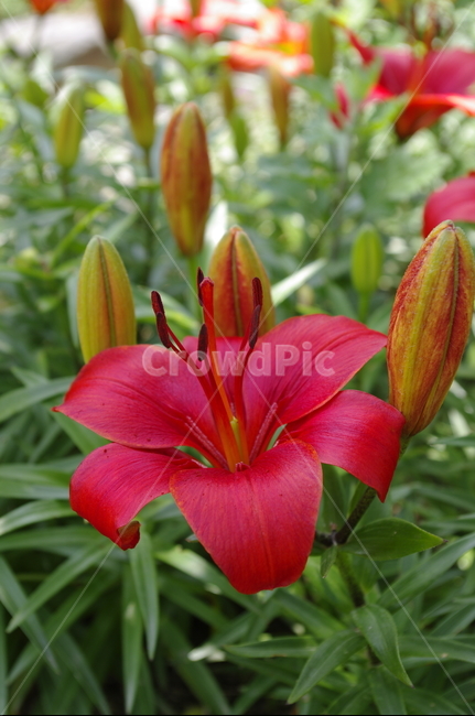 백합,꽃,flower,식물,plant,계절,봄,spring,식물,자연,plants,nature,꽃,flower
