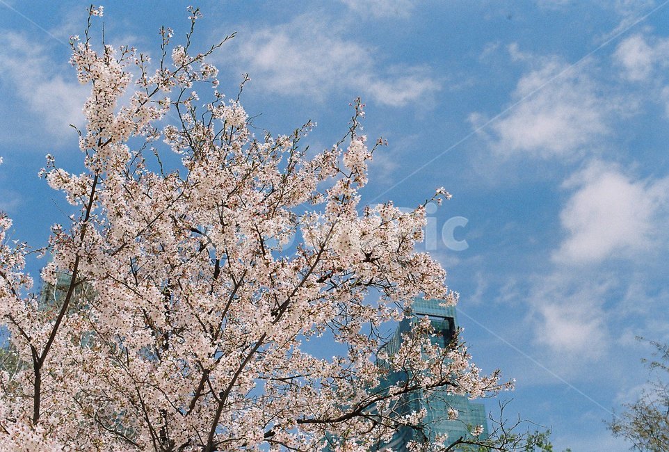 벚꽃,풍경,하늘,구름,봄,꽃,spring,계절