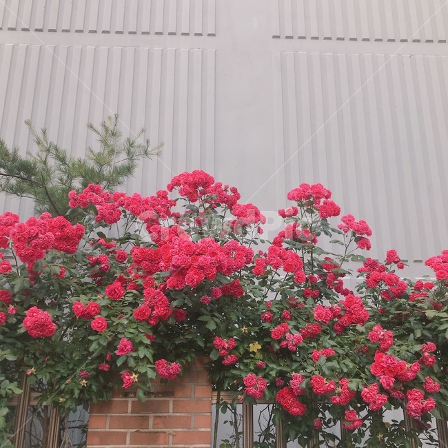 식물,flower,꽃,blossom,장미