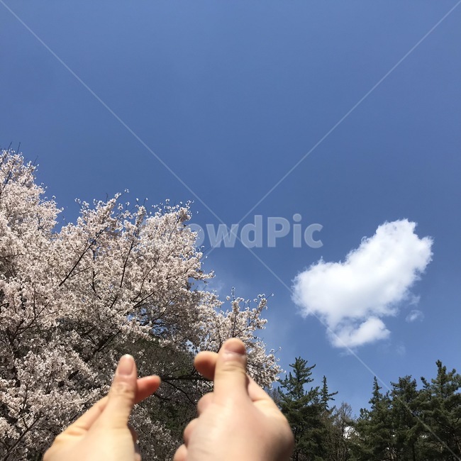 꽃,벚꽃,봄,분홍,구름,하트,계절,spring,풍경,식물,자연,배경화면,나무,야외,flower,nature,pink,손,연인,사랑,love